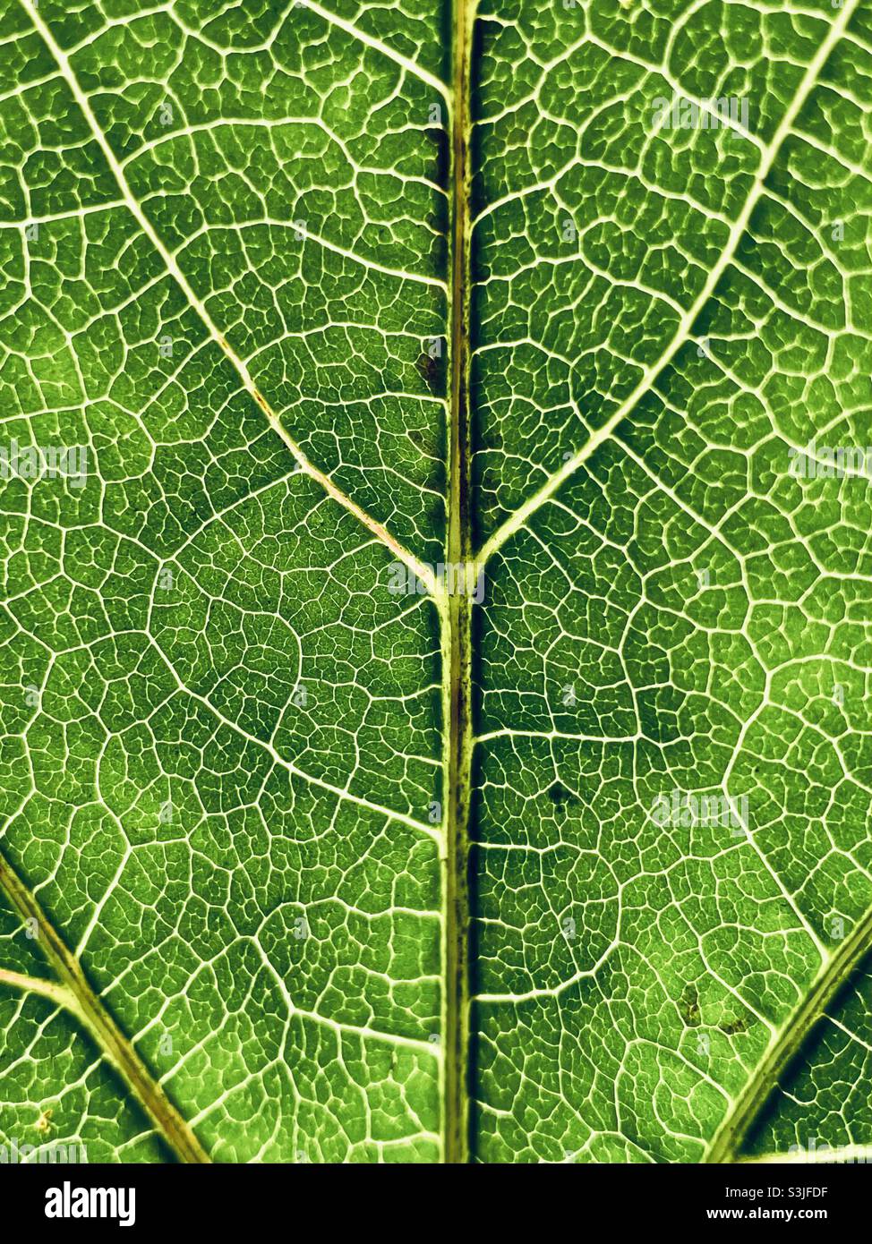 Green leaf close up with veins - Smartphone Captured Stock Image
