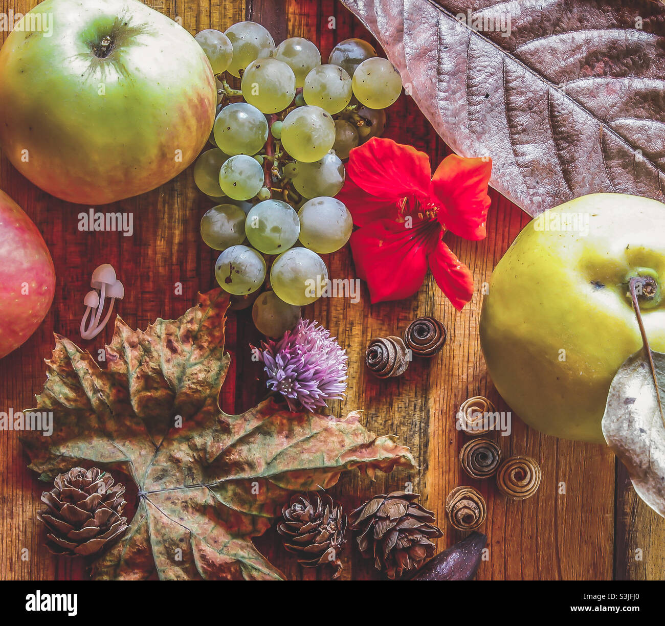 Autumnal flat lay on wooden background, with harvest fruits, leaves, fir cones, etc... - Smartphone Captured Stock Image
