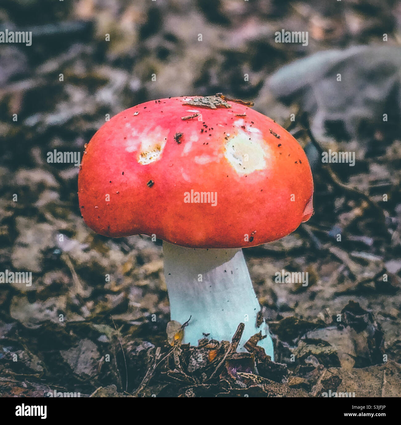 A red capped Russulaceae mushroom, growing out of the leaf litter - Smartphone Captured Stock Image