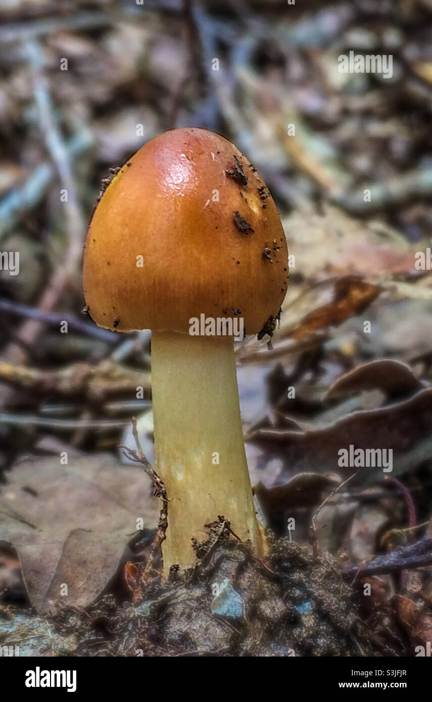 A brown, smooth capped Hygrophoraceae mushroom, growing out of the leaf litter - Smartphone Captured Stock Image
