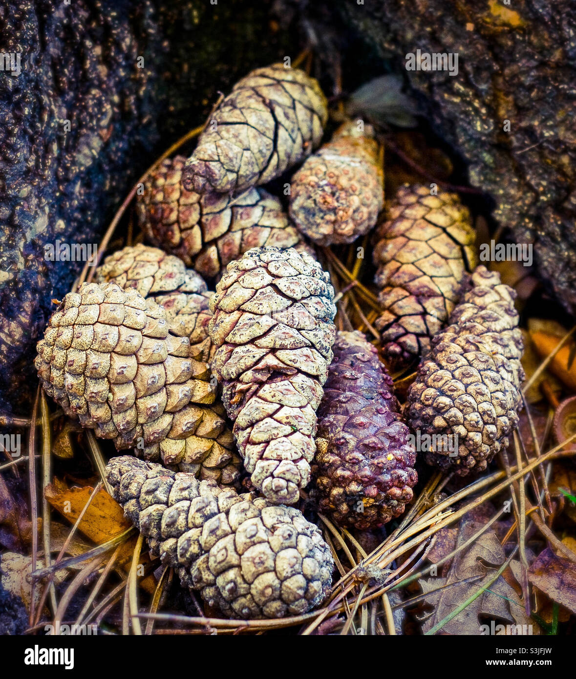 Fir cones and needles nestled in the crook of a tree root - Smartphone Captured Stock Image