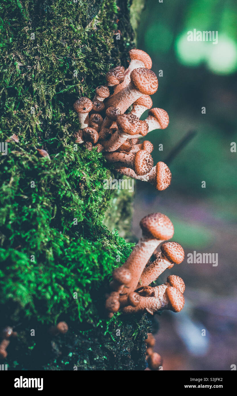 A cluster of Physalacriaceae mushrooms, growing on the side of a tree, in between dark green moss - Smartphone Captured Stock Image