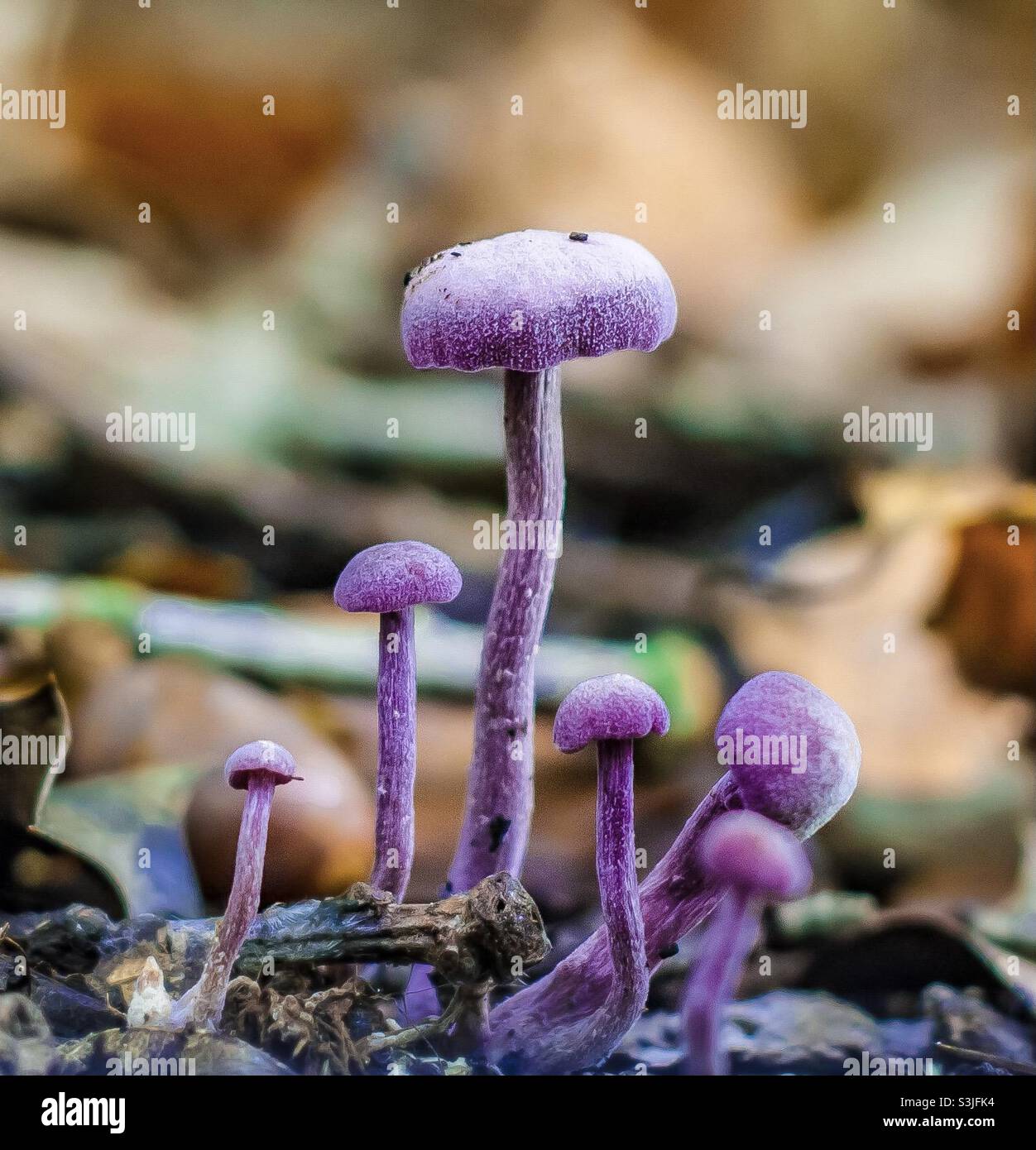 Small purple amethyst deceiver mushrooms growing out of the woodland leaf litter - Smartphone Captured Stock Image