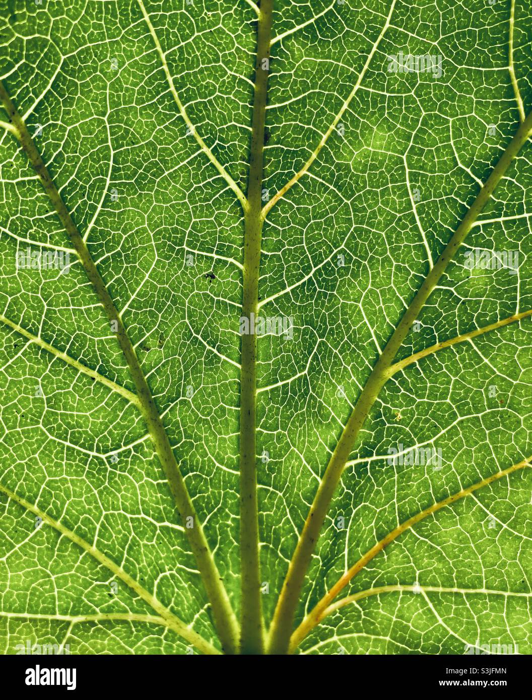 Green leaf with veins closeup - Smartphone Captured Stock Image