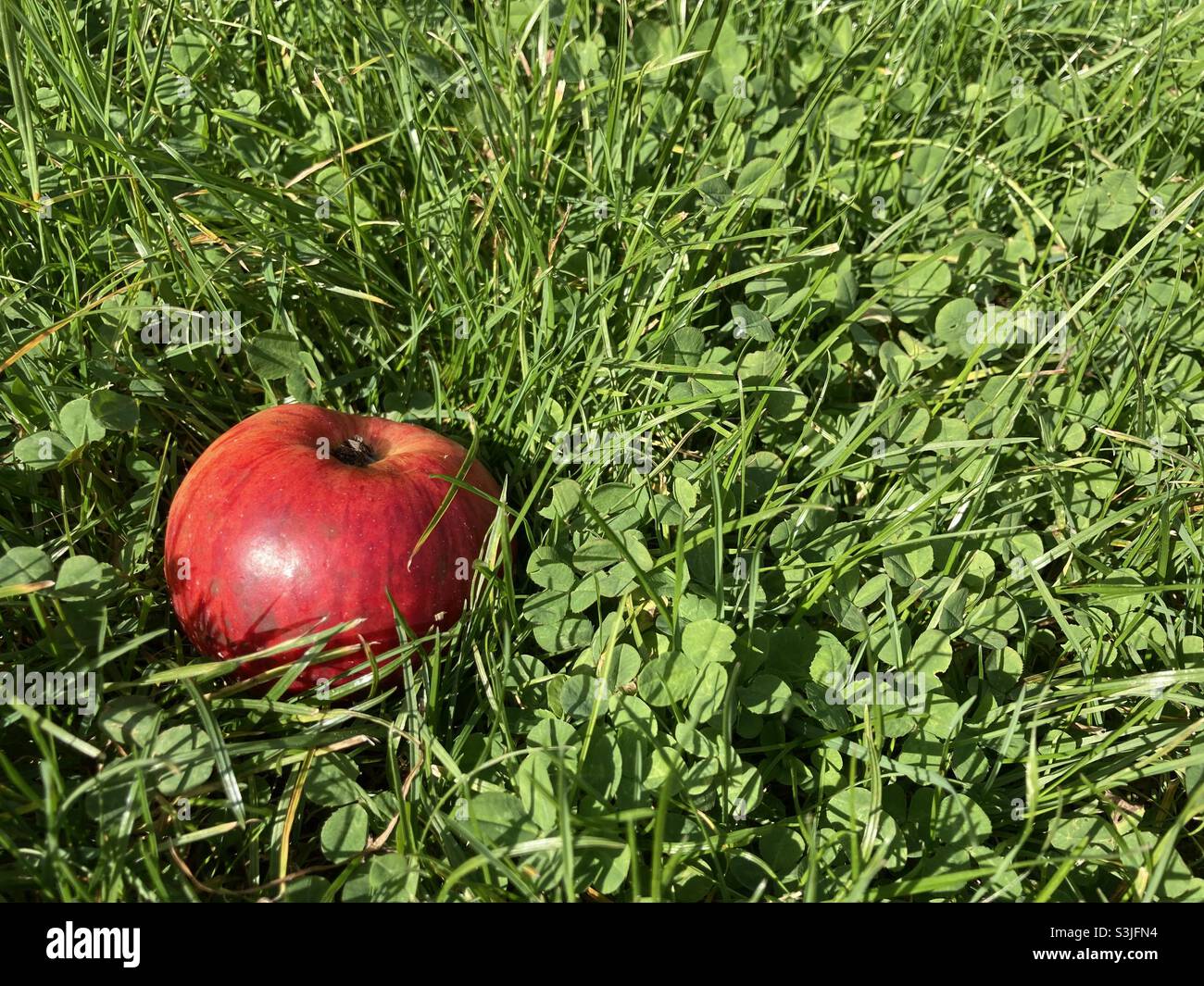 A red apple lies on a meadow in the sunshine in the green grass - Smartphone Captured Stock Image