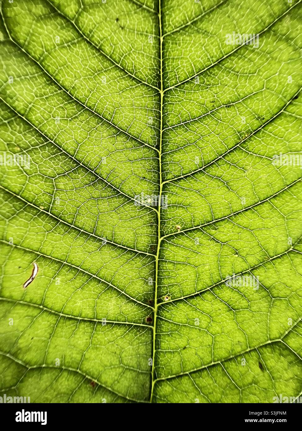 Macro photograph of leaf Stock Photo