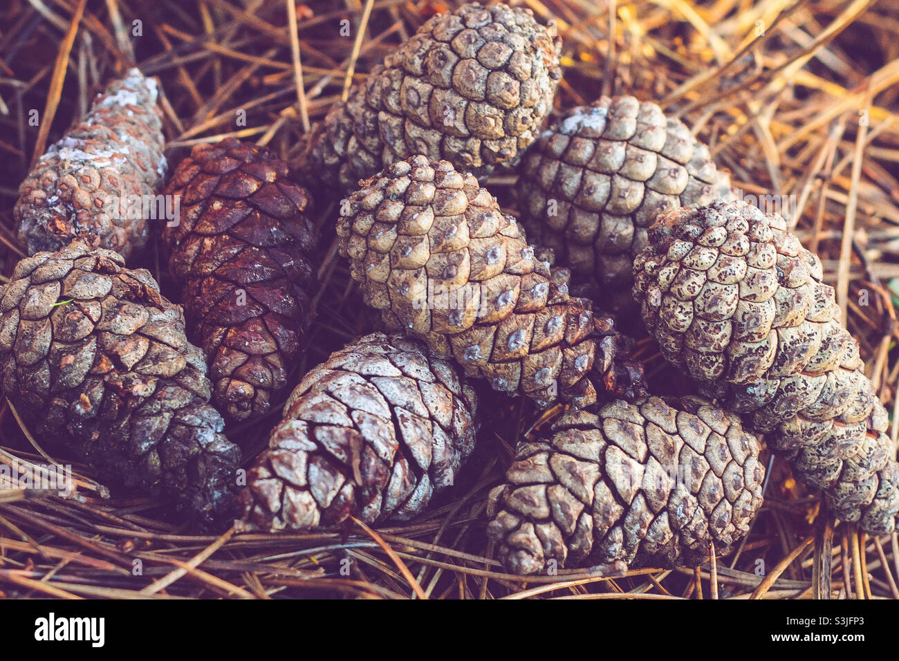 A cluster of fir cones on a bed on pine needles - Smartphone Captured Stock Image