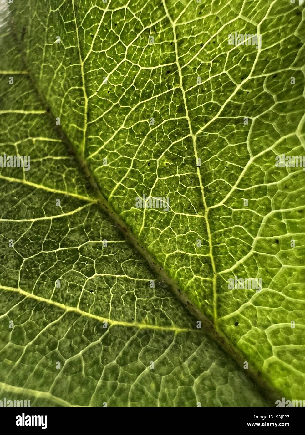 Macro photograph of leaf Stock Photo