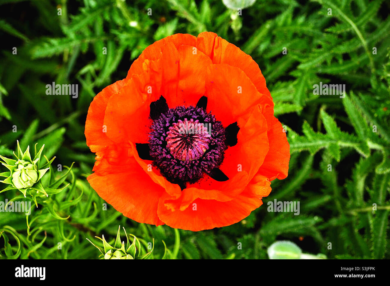 opened poppy flower close-up on a green background - Smartphone Captured Stock Image
