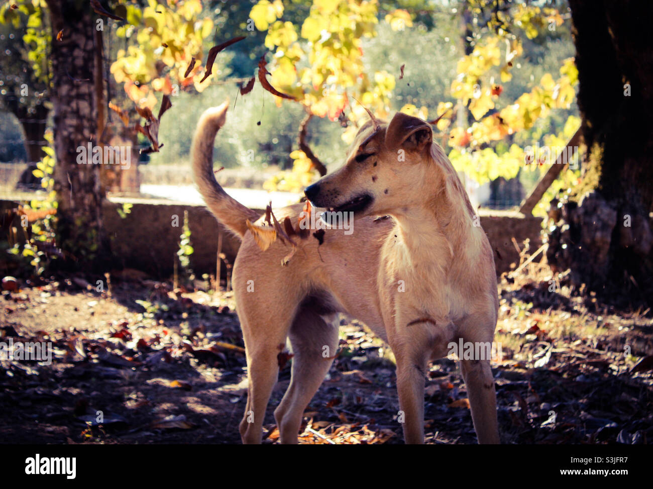 A young dog plays in the autumn leaves, ahead of a blurred background of trees and grape vines - Smartphone Captured Stock Image