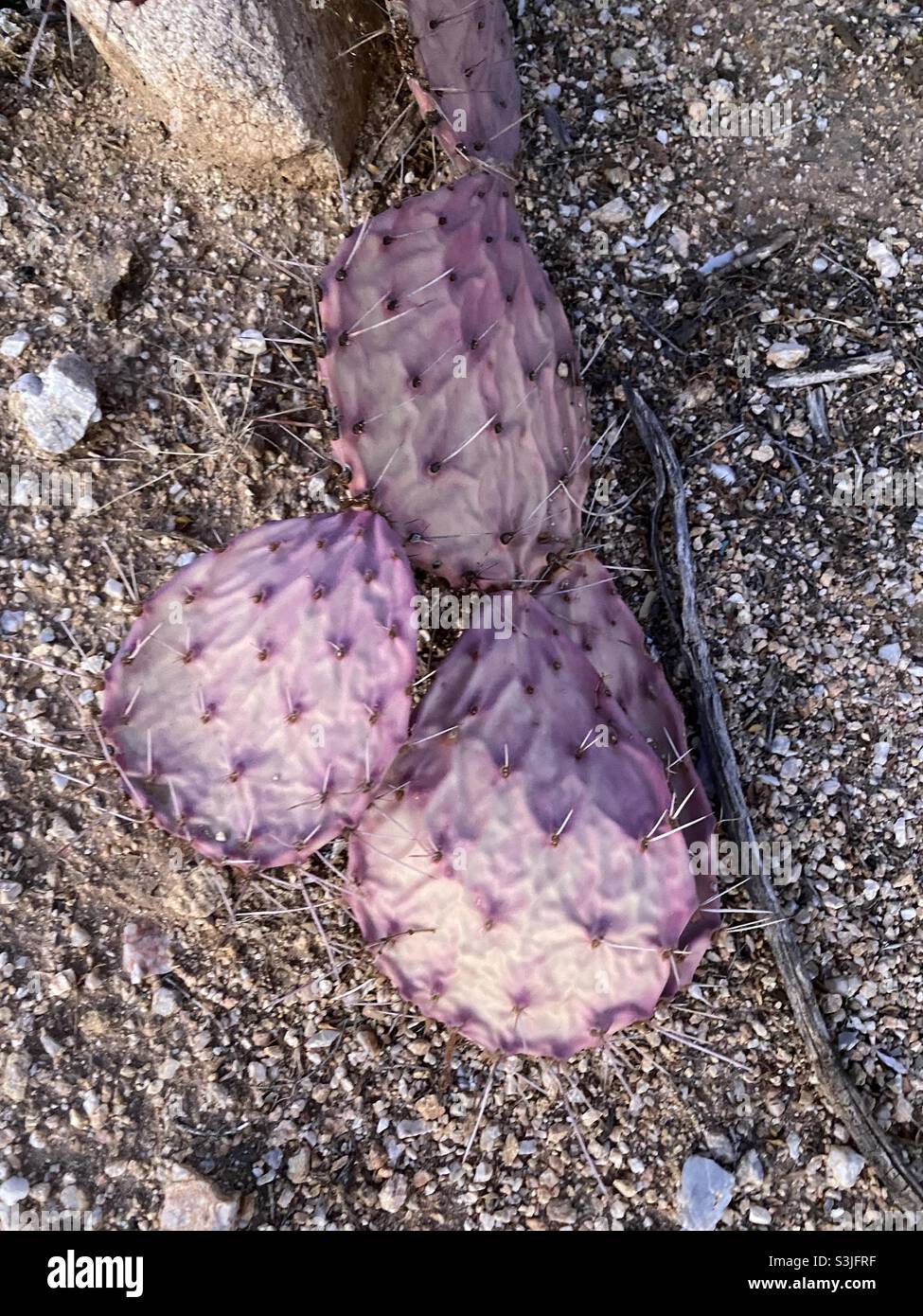 Prickly pear cactus arizona hires stock photography and images Alamy
