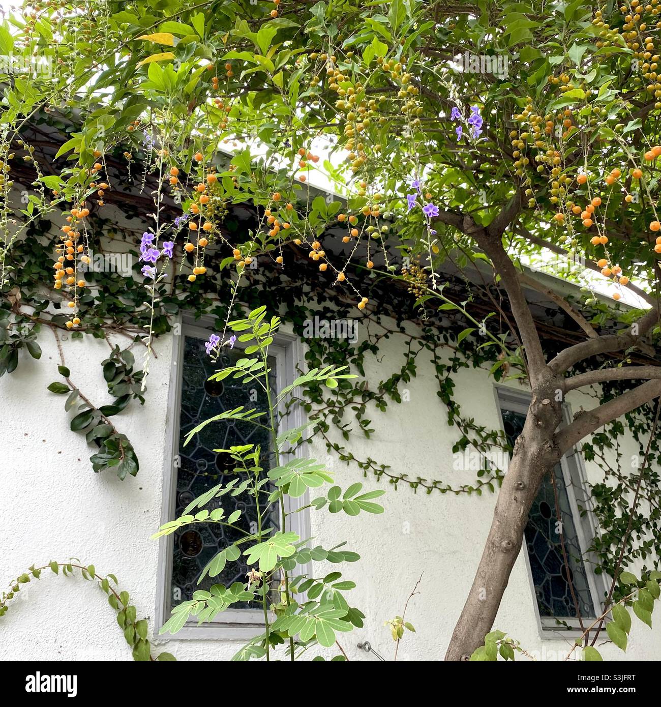 flowering trees in california Stock Photo Alamy