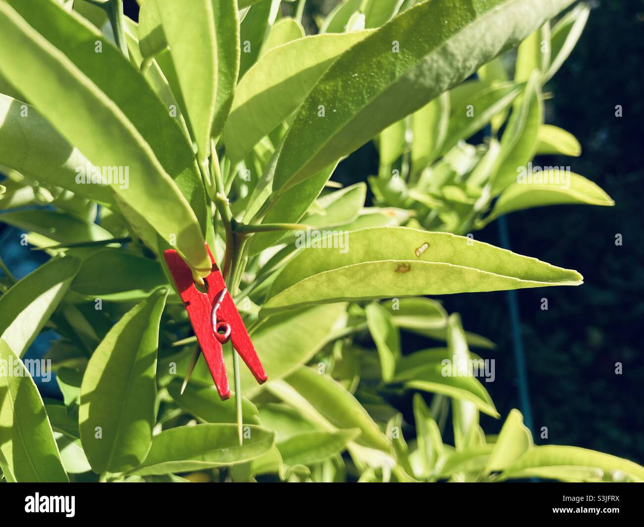 Red clothespin in green environment - Smartphone Captured Stock Image