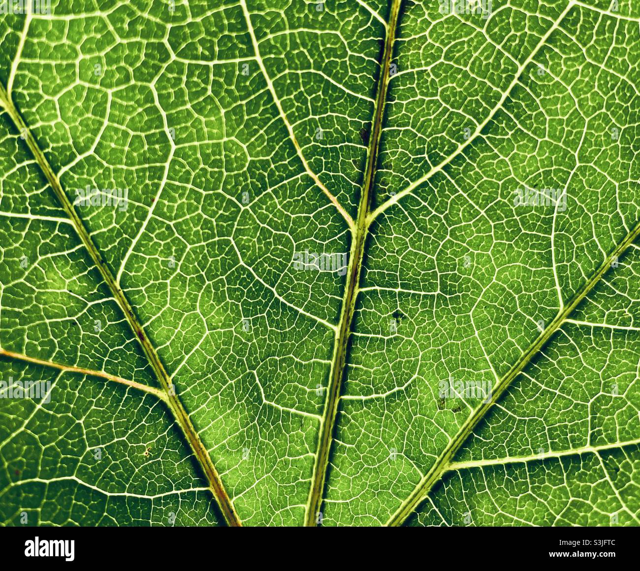 Green leaf in close up with veins - Smartphone Captured Stock Image