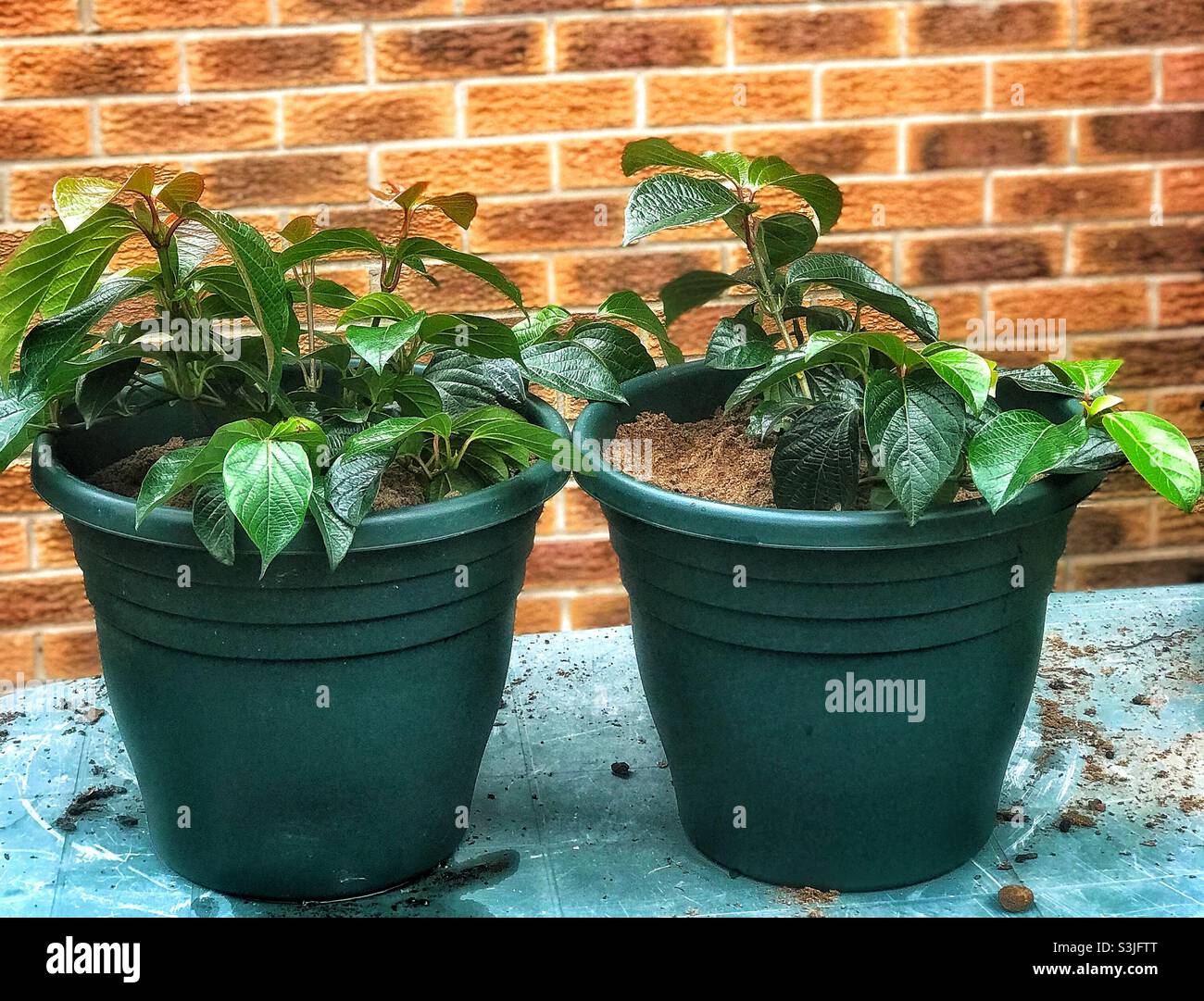 Outdoor potted plants Stock Photo Alamy