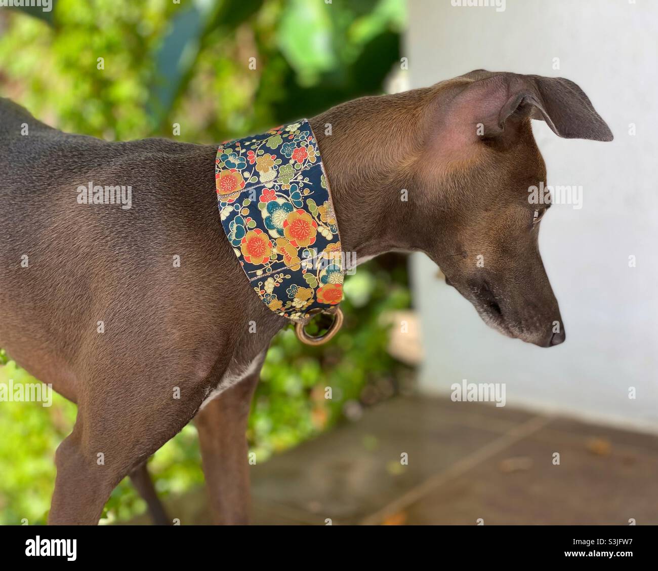 Hand made collar for piccolo Italian greyhound with plants in the background Stock Photo