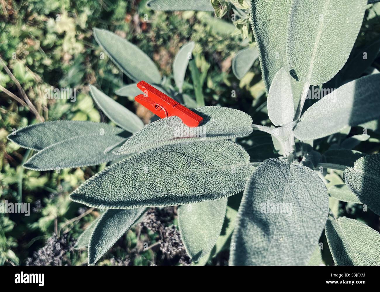 Red clothespin in green sage environment - Smartphone Captured Stock Image