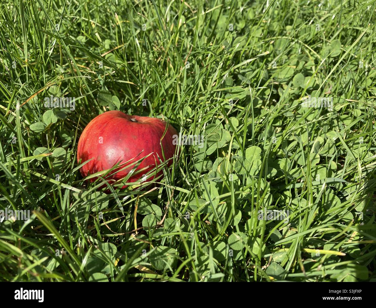 A red apple lies on a meadow in the sunshine - Smartphone Captured Stock Image