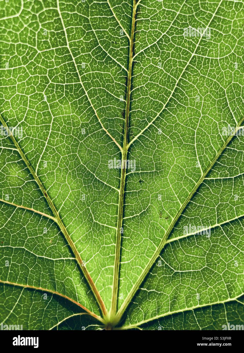 Green leaf macro with veins - Smartphone Captured Stock Image