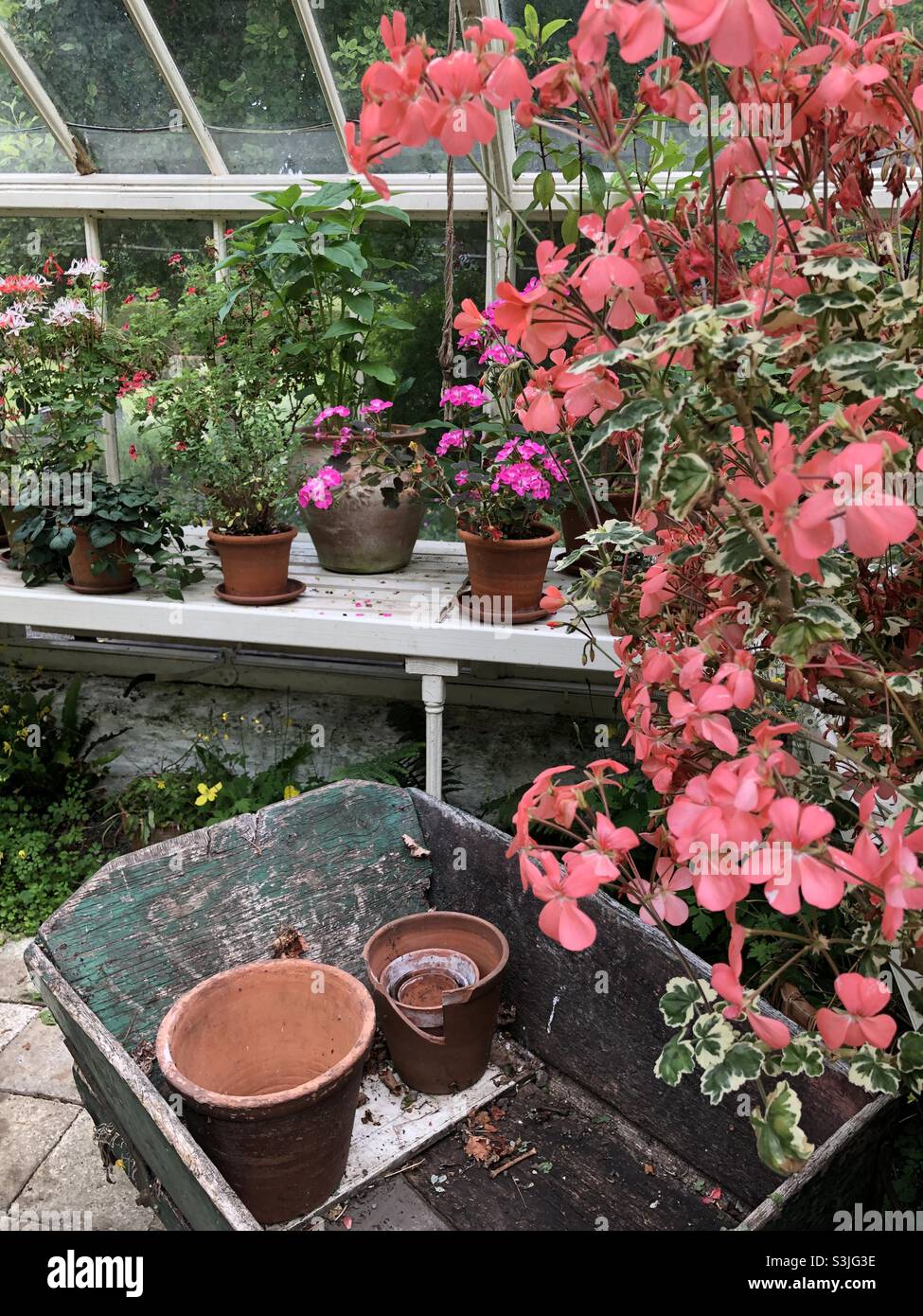 Wheelbarrow in glasshouse with broken terracotta plant pots and pink pelargoniums Stock Photo