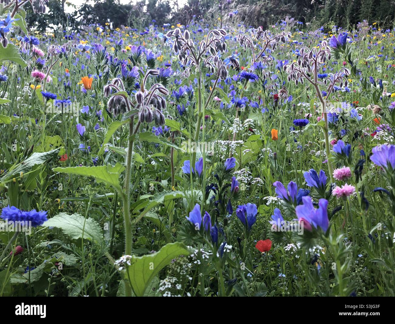 Colourful summer wildflower meadow for insects and bees in Edinburgh Scotland Stock Photo