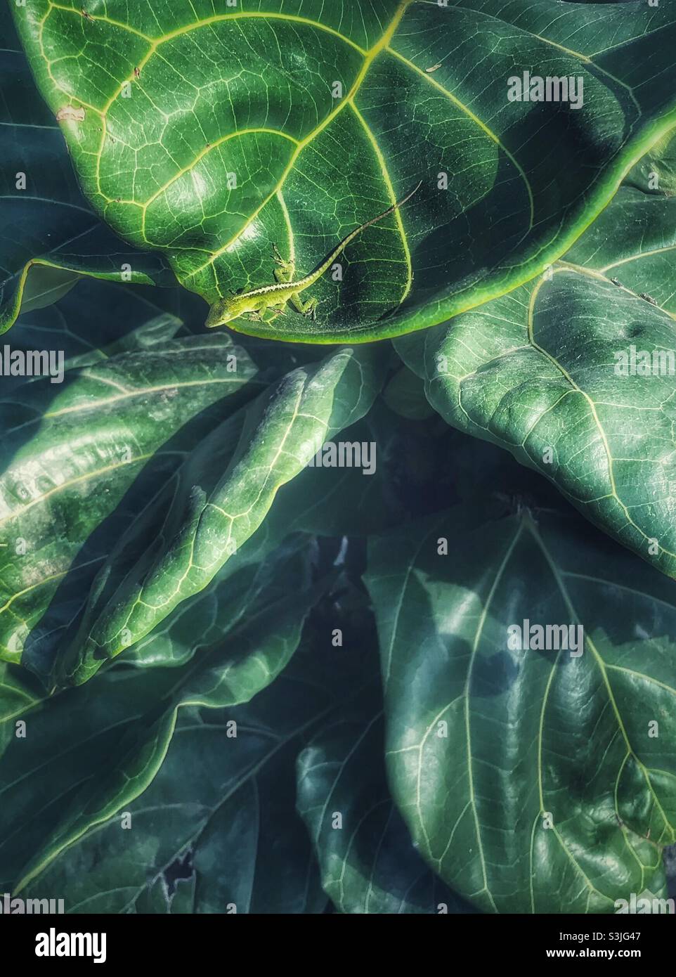 Green Anole perched on branch of a Fiddle-leaf fog plant - Smartphone Captured Stock Image