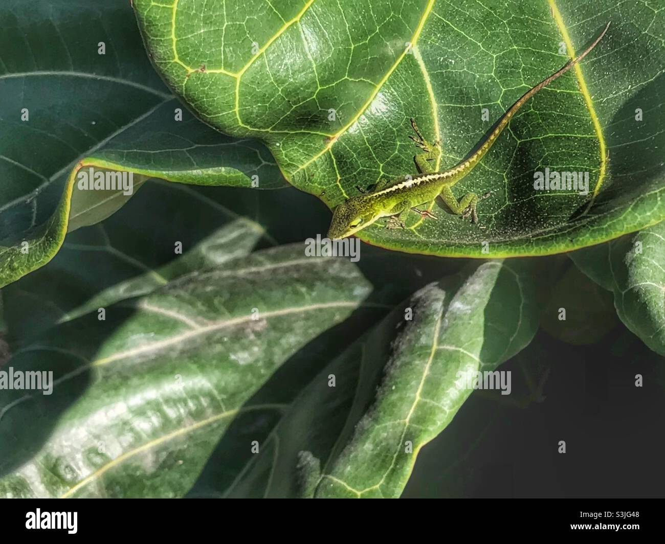 Fiddle-leaf fig plant with Carolina Anole on it’s leaf - Smartphone Captured Stock Image