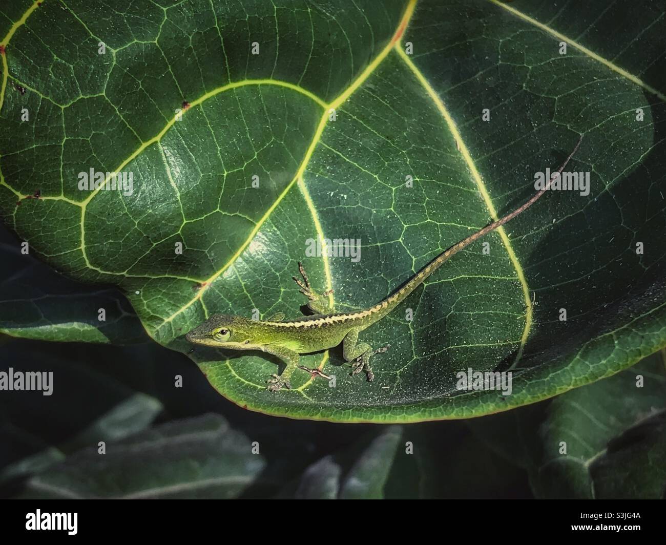 Green Anole lizard on a Fiddle-leaf fog plant - Smartphone Captured Stock Image