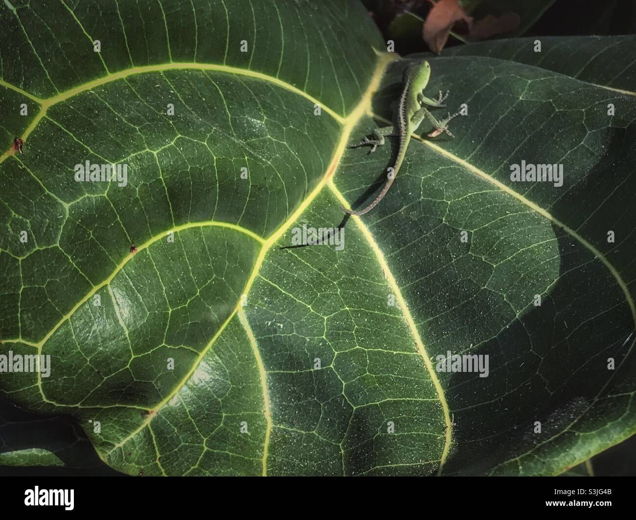 Carolina Anole scurries away on Fiddle-leaf fig leaf - Smartphone Captured Stock Image