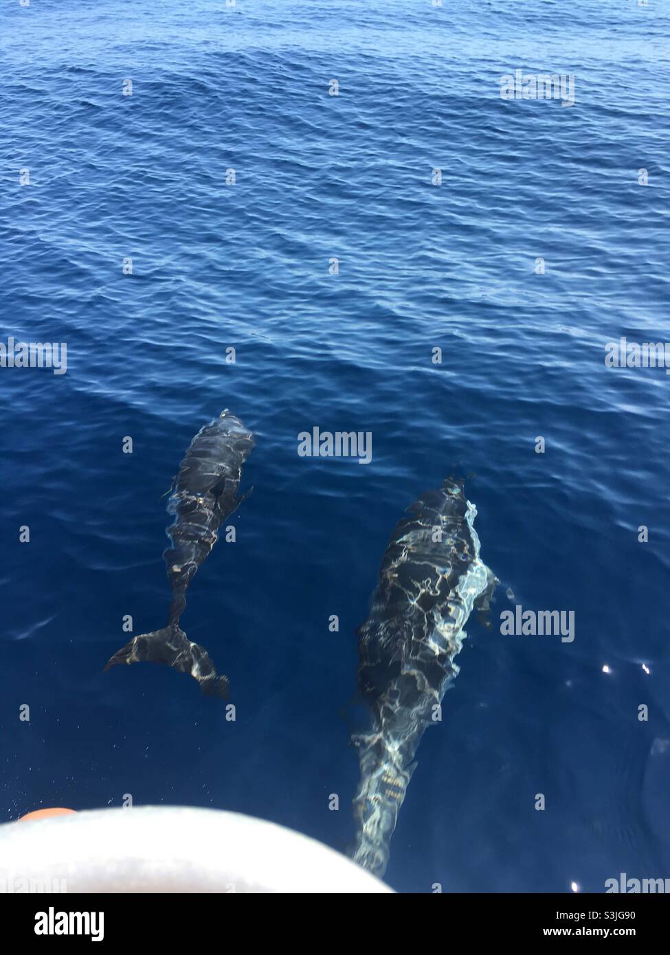 Dolphins beneath sea level Stock Photo