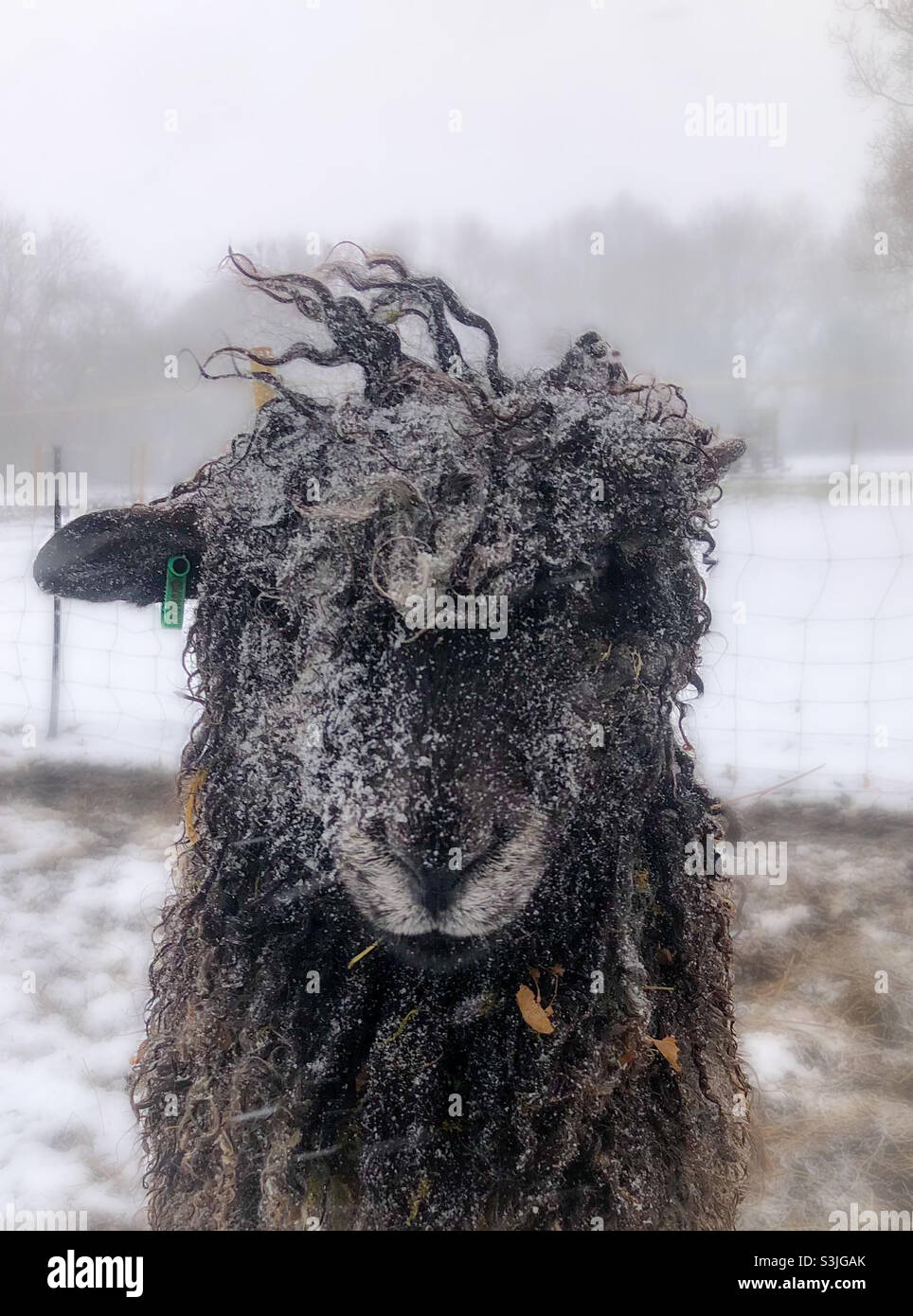 Frosted Longwool Sheep Stock Photo