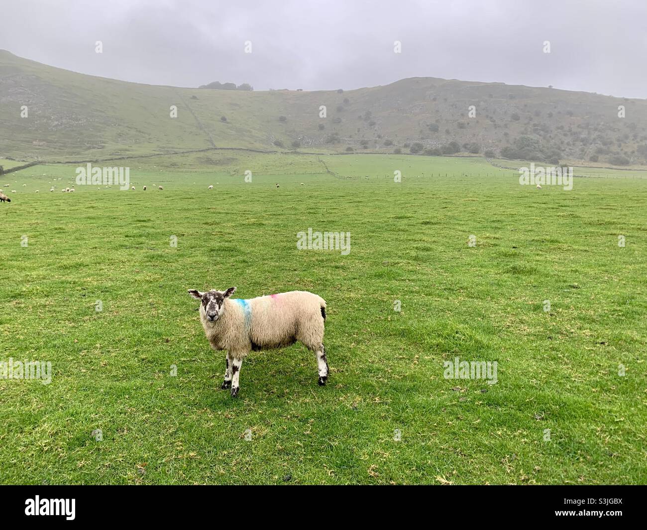 Sheep standing in green field in the rain in the Peak District - Smartphone Captured Stock Image