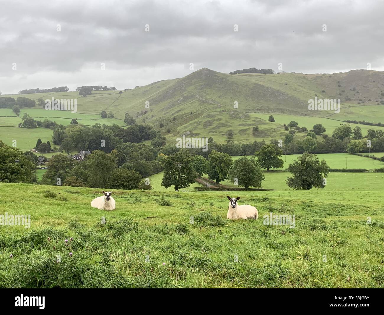 Two sheep sitting in field in front of hilly countryside - Smartphone Captured Stock Image