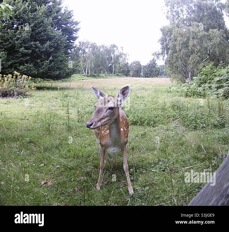 Fallow deer, Cannock Chase Stock Photo Alamy