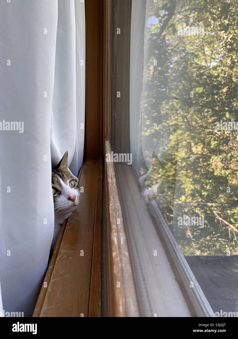 Cat watching for birds Stock Photo Alamy
