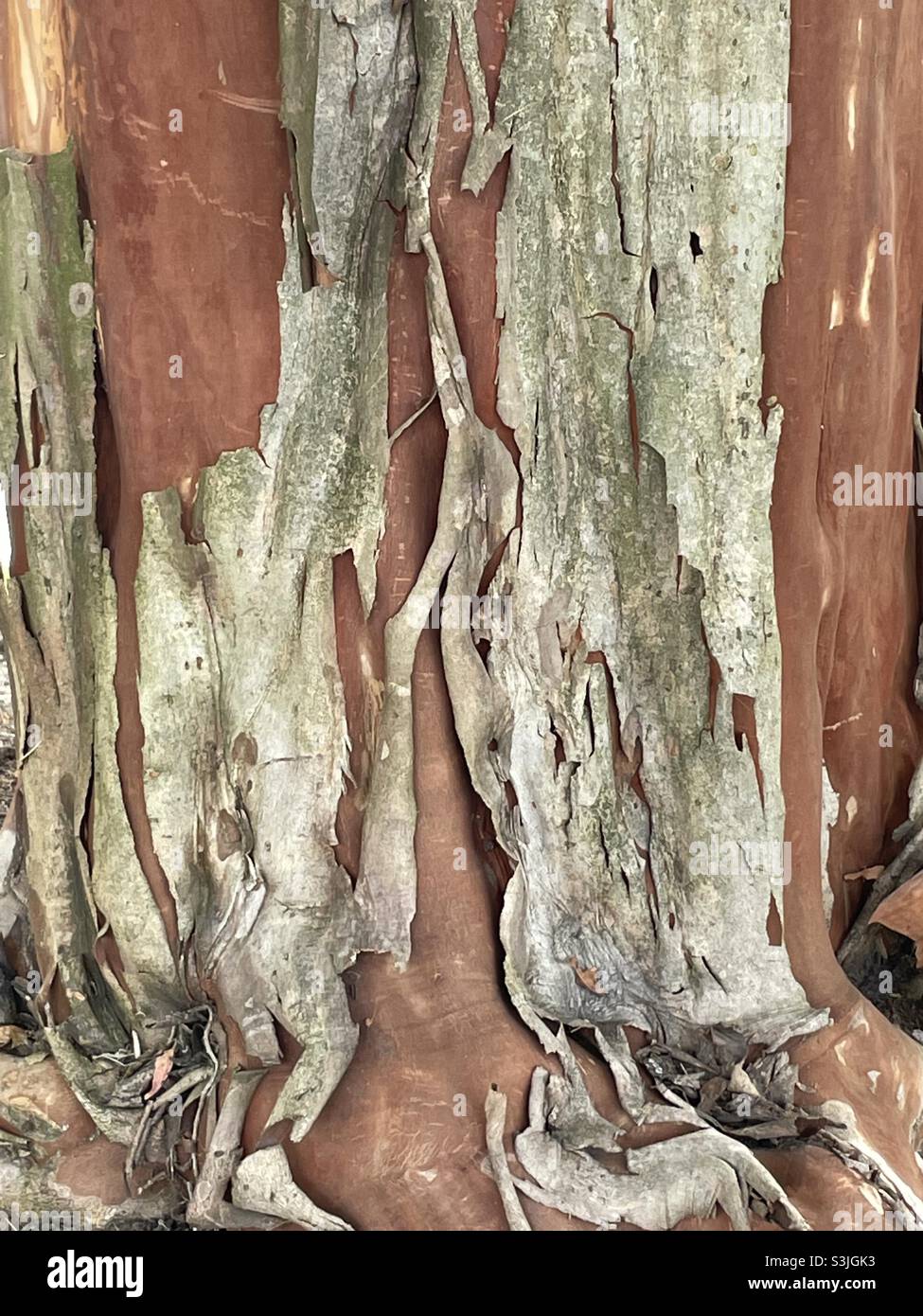 Tree Bark 1 Stock Photo
