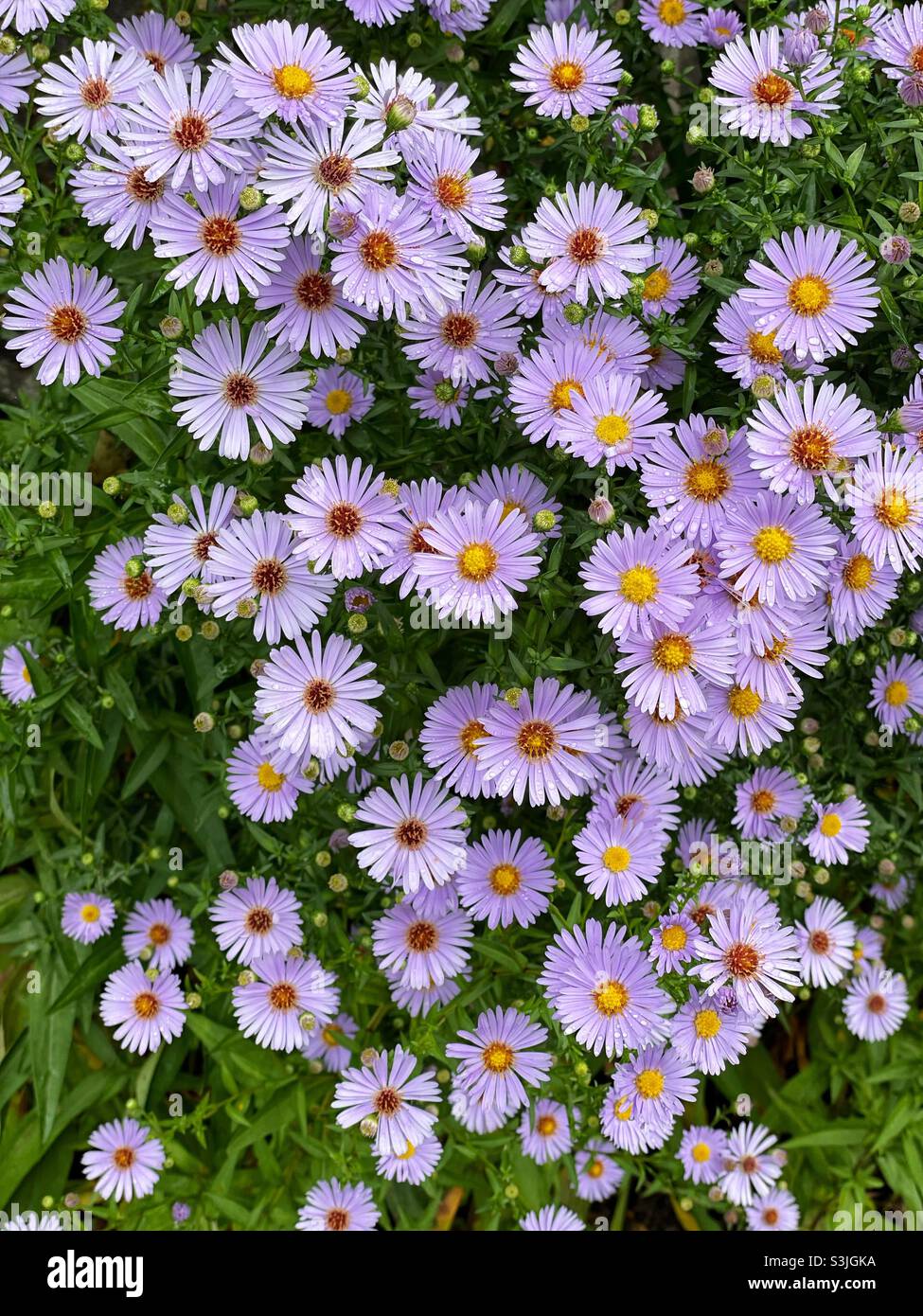 Flowers from the Lake District Stock Photo Alamy
