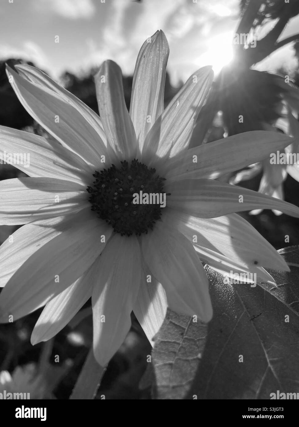 Sunflower sunset Black and White Stock Photos & Images - Alamy