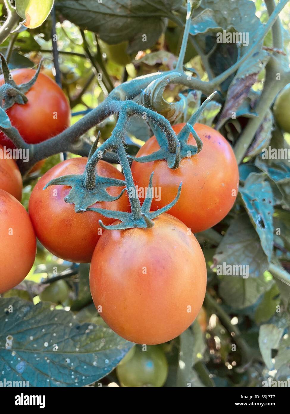 Tomatoes ripening on the vine Stock Photo Alamy