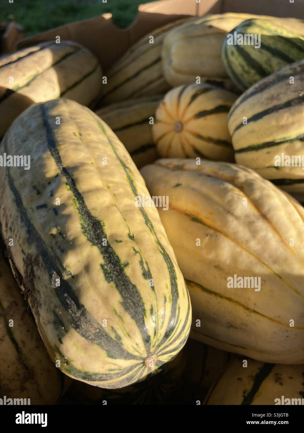 Freshly harvested delicata squash. Stock Photo