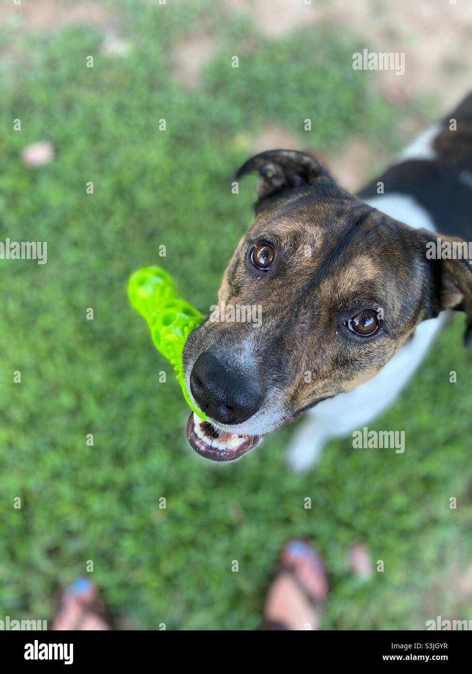 Asking for toy hires stock photography and images Alamy