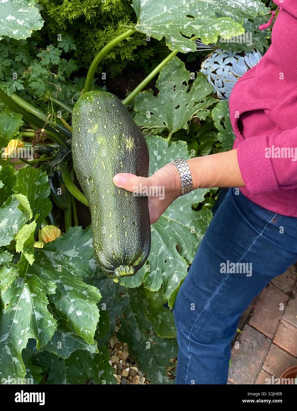 Large organically grown courgette growing in the garden Stock Photo