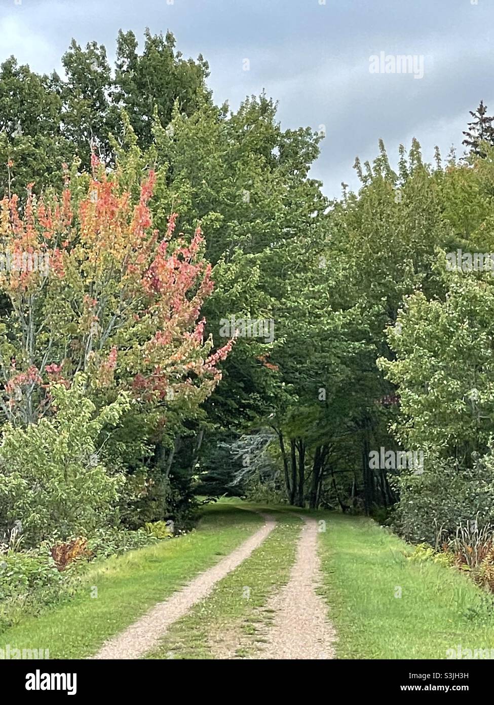 Maple tree’s foliage starting to turn red in autumn. - Smartphone Captured Stock Image