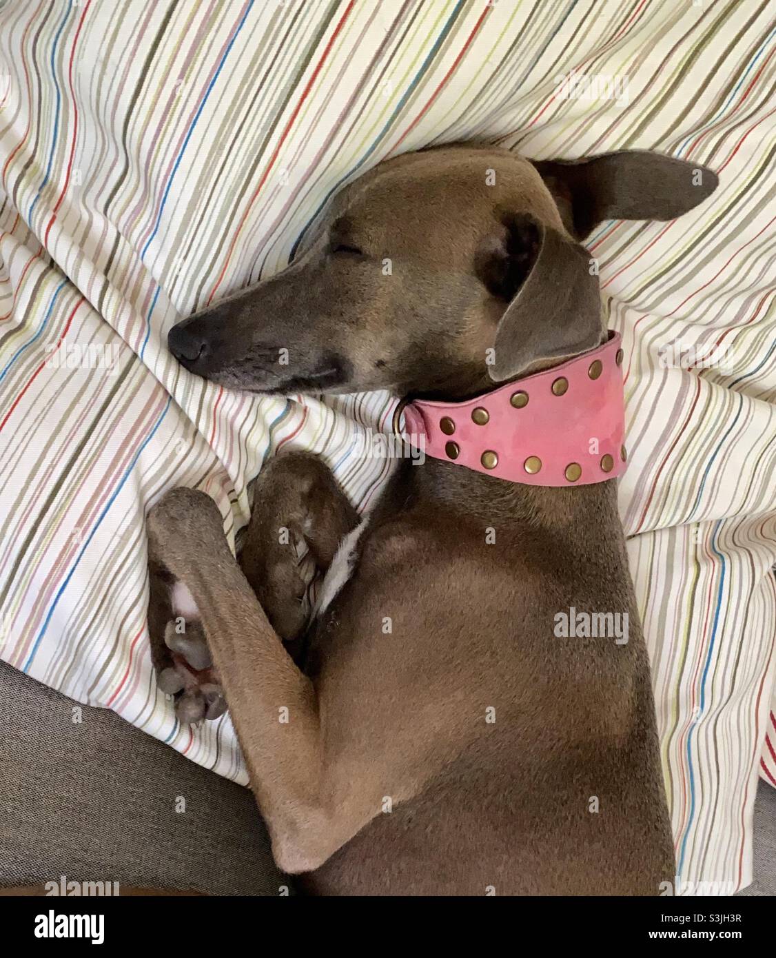 Cute iggy sleeping with her pink collar Stock Photo
