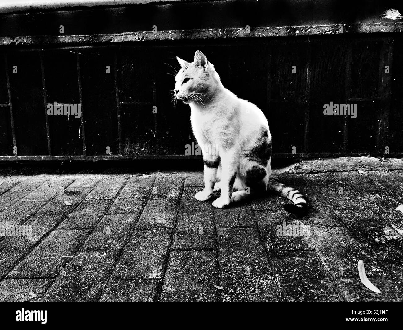 Stray cat sitting on cobblestone pavement Stock Photo Alamy