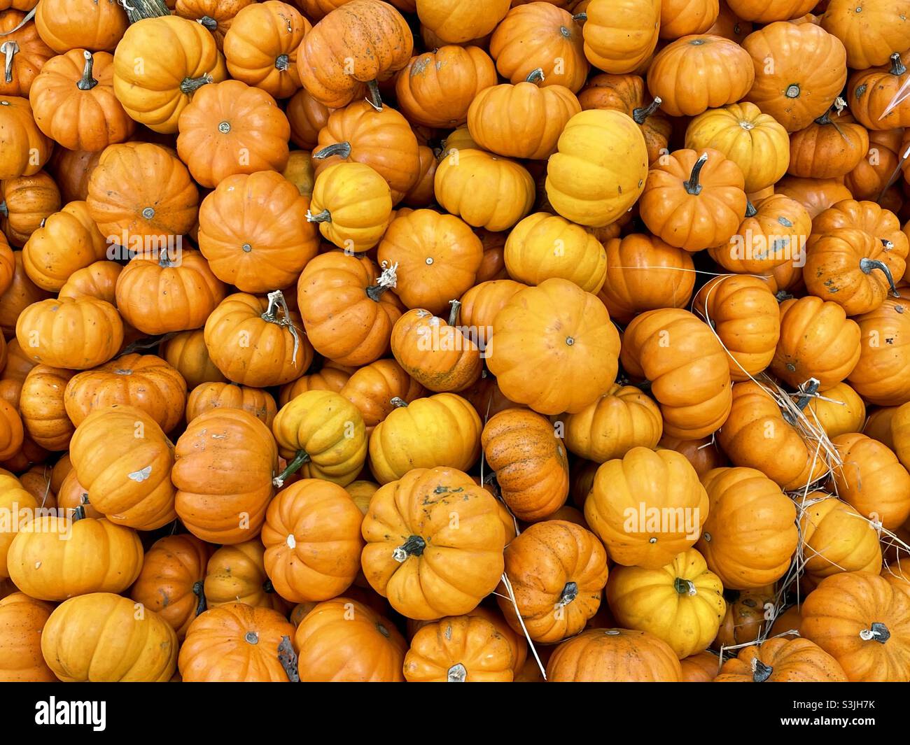 Pile of baby pumpkins Stock Photo