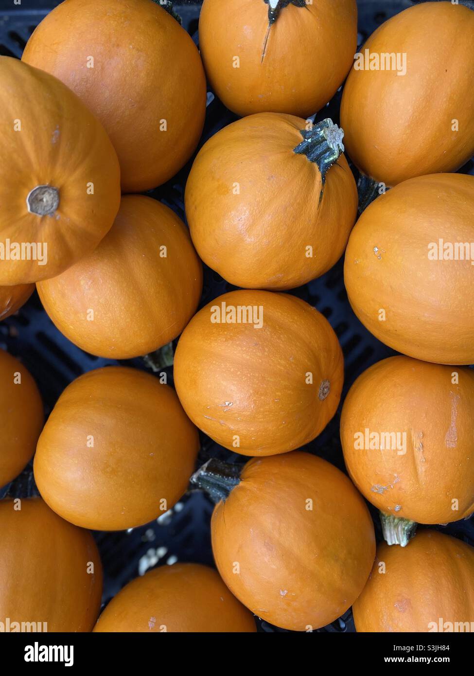 Perfect little pumpkins. - Smartphone Captured Stock Image