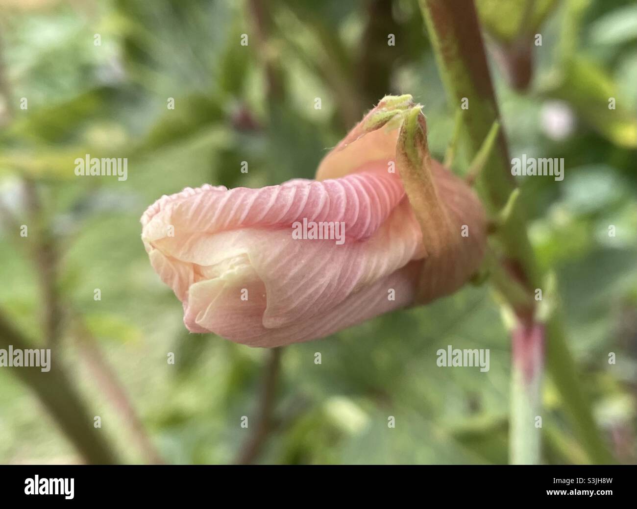 Pollinated flower of Pink okra in Malaysia. Stock Photo
