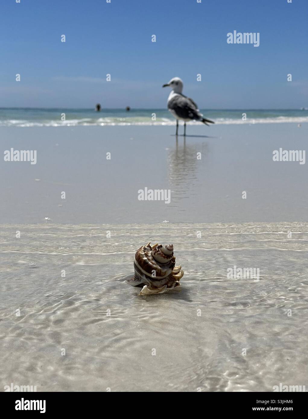 Select focus on a seashell with blur background of seagull and people in ocean water - Smartphone Captured Stock Image