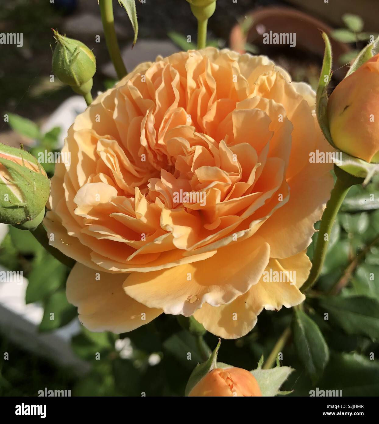 Close-up of a Crown Princess Margareta rose (amber orange) Stock Photo